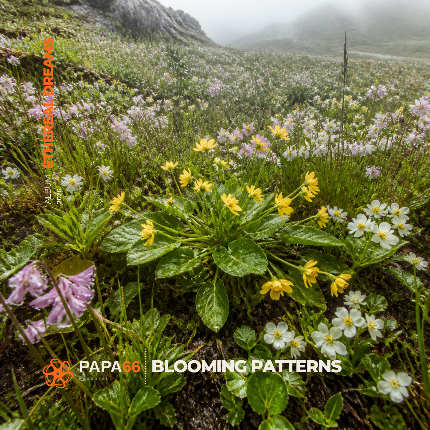 Blooming Patterns